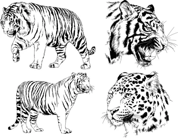 Conjunto Dibujos Vectoriales Sobre Tema Los Depredadores Tigres Dibujan Mano — Vector de stock