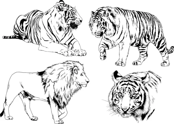 Set Vector Drawings Theme Predators Tigers Drawn Hand Ink Tattoo — Stock Vector