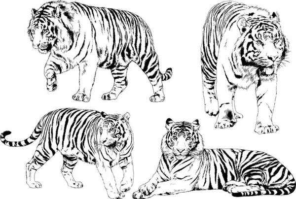 Ensemble Dessins Vectoriels Sur Thème Des Prédateurs Tigres Sont Dessinés — Image vectorielle