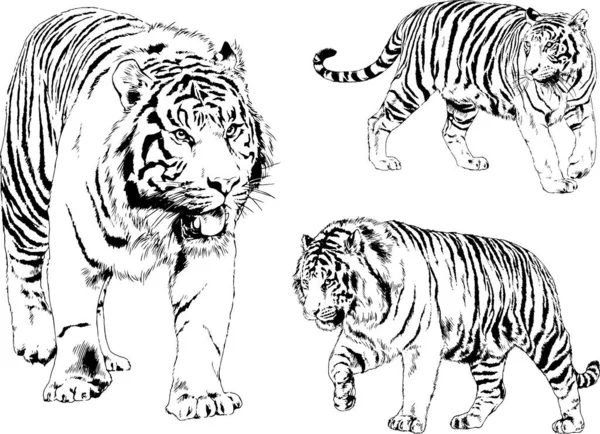 Set Vector Drawings Theme Predators Tigers Drawn Hand Ink Tattoo — Stock Vector