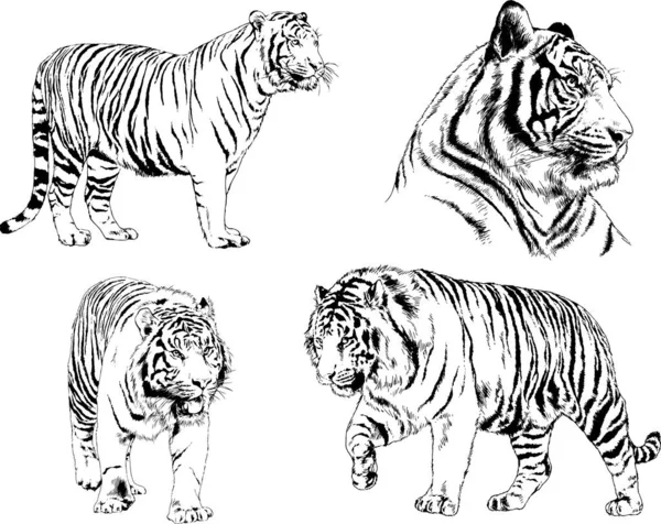 Set Vector Drawings Theme Predators Tigers Drawn Hand Ink Tattoo — Stock Vector