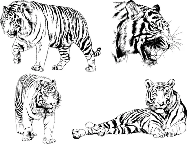 Conjunto Dibujos Vectoriales Sobre Tema Los Depredadores Tigres Dibujan Mano — Vector de stock