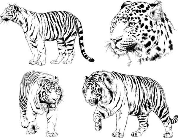 Conjunto Dibujos Vectoriales Sobre Tema Los Depredadores Tigres Dibujan Mano — Archivo Imágenes Vectoriales