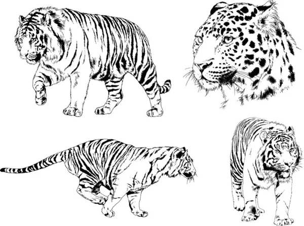 Set Vector Drawings Theme Predators Tigers Drawn Hand Ink Tattoo — Stock Vector