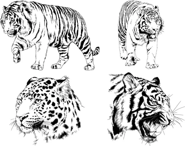 Ensemble Dessins Vectoriels Sur Thème Des Prédateurs Tigres Sont Dessinés — Image vectorielle