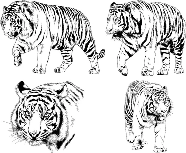 Conjunto Dibujos Vectoriales Sobre Tema Los Depredadores Tigres Dibujan Mano — Vector de stock