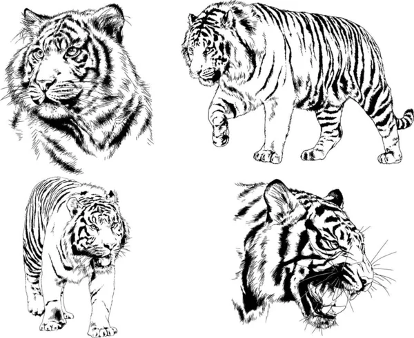 Set Vector Drawings Theme Predators Tigers Drawn Hand Ink Tattoo — Stock Vector