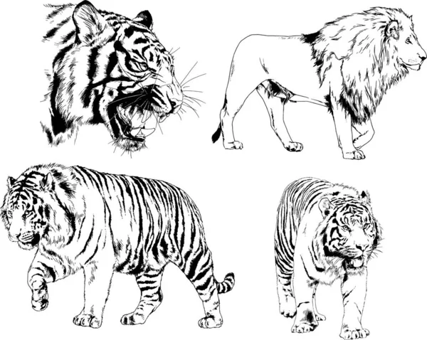 Set Vector Drawings Theme Predators Tigers Drawn Hand Ink Tattoo — Stock Vector