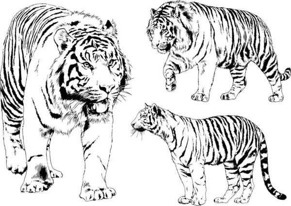 Conjunto Dibujos Vectoriales Sobre Tema Los Depredadores Tigres Dibujan Mano — Vector de stock