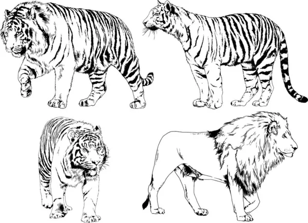 Ensemble Dessins Vectoriels Sur Thème Des Prédateurs Tigres Sont Dessinés — Image vectorielle