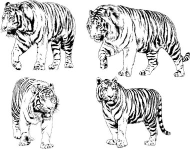 Vektör çizimleri farklı avcılar çizer, kaplanlar, aslanlar, çitalar ve leoparlar mürekkeple çizilir, arka planı olmayan nesneler.