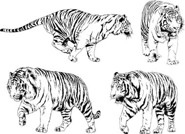 Vektör çizimleri farklı avcılar çizer, kaplanlar, aslanlar, çitalar ve leoparlar mürekkeple çizilir, arka planı olmayan nesneler.