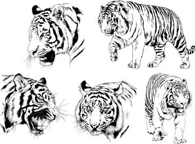 Vektör çizimleri farklı avcılar çizer, kaplanlar, aslanlar, çitalar ve leoparlar mürekkeple çizilir, arka planı olmayan nesneler.