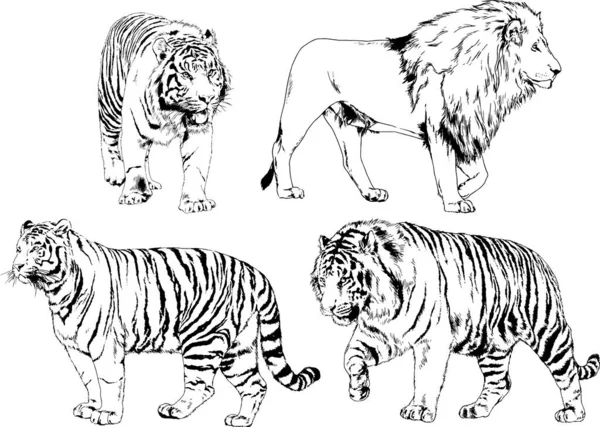 Vector Drawings Sketches Different Predator Tigers Lions Cheetahs Leopards Drawn — 스톡 벡터