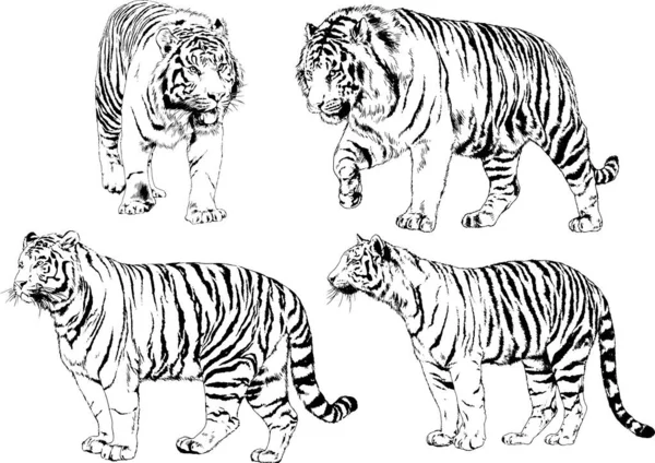 Векторные Рисунки Эскизы Различных Хищников Тигров Львов Гепардов Леопардов Рисуются — стоковый вектор