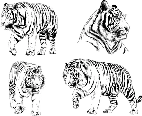 Vector Drawings Sketches Different Predator Tigers Lions Cheetahs Leopards Drawn — Stock Vector