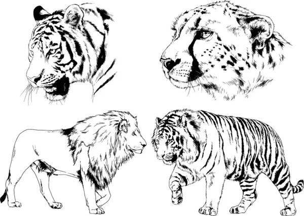 Vector Drawings Sketches Different Predator Tigers Lions Cheetahs Leopards Drawn — 스톡 벡터