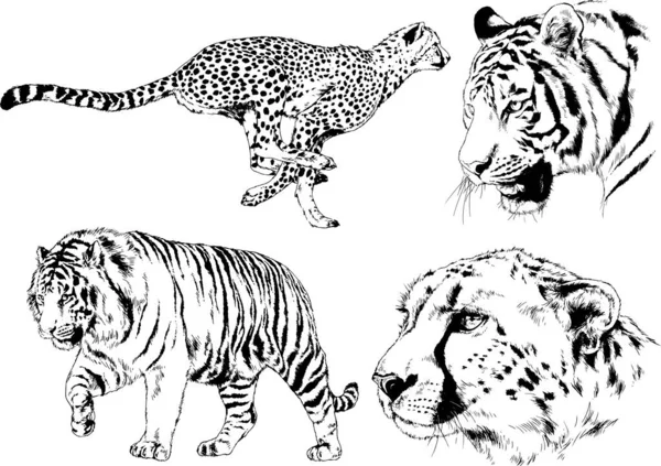 Dessins Vectoriels Croquis Différents Prédateurs Tigres Lions Guépards Léopards Sont — Image vectorielle