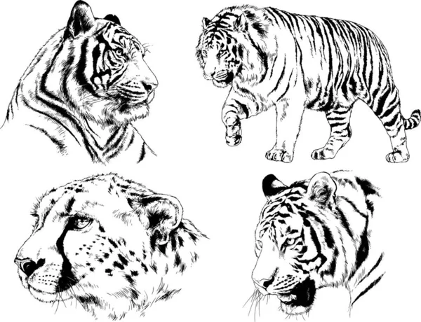 Dessins Vectoriels Croquis Différents Prédateurs Tigres Lions Guépards Léopards Sont — Image vectorielle