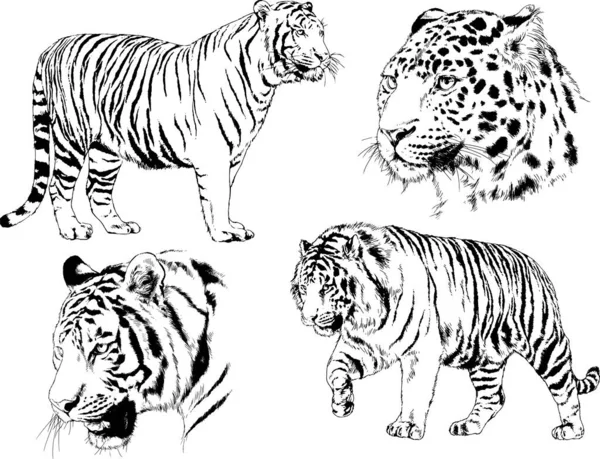 Dibujos Vectoriales Bocetos Diferentes Depredadores Tigres Leones Guepardos Leopardos Dibujan — Vector de stock