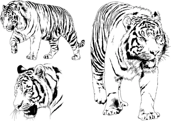 Dibujos Vectoriales Bocetos Diferentes Depredadores Tigres Leones Guepardos Leopardos Dibujan — Vector de stock