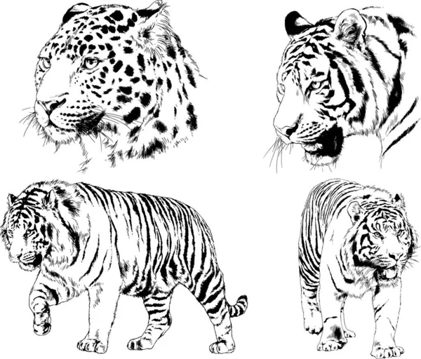 Vector Drawings Sketches Different Predator Tigers Lions Cheetahs Leopards Drawn — Stock Vector