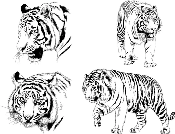 Dibujos Vectoriales Bocetos Diferentes Depredadores Tigres Leones Guepardos Leopardos Dibujan — Vector de stock