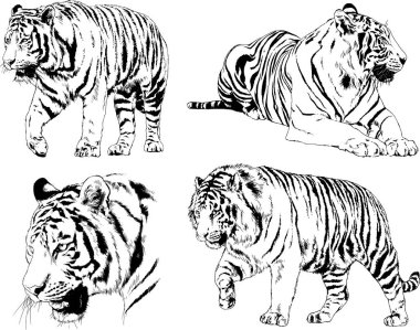 Vektör çizimleri farklı avcılar çizer, kaplanlar, aslanlar, çitalar ve leoparlar mürekkeple çizilir, arka planı olmayan nesneler.