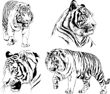 Vektör çizimleri farklı avcılar çizer, kaplanlar, aslanlar, çitalar ve leoparlar mürekkeple çizilir, arka planı olmayan nesneler.