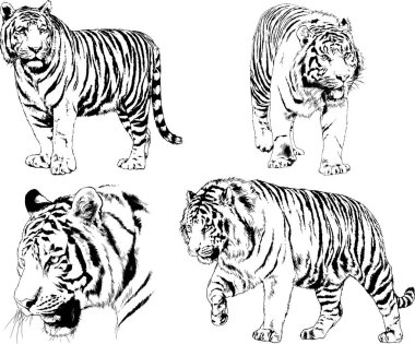 Vektör çizimleri farklı avcılar çizer, kaplanlar, aslanlar, çitalar ve leoparlar mürekkeple çizilir, arka planı olmayan nesneler.