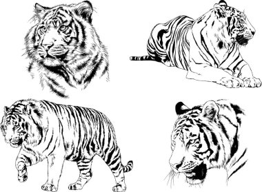 Vektör çizimleri farklı avcılar çizer, kaplanlar, aslanlar, çitalar ve leoparlar mürekkeple çizilir, arka planı olmayan nesneler.