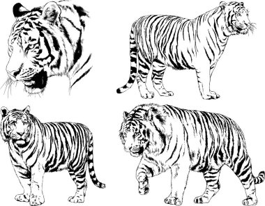 Vektör çizimleri farklı avcılar çizer, kaplanlar, aslanlar, çitalar ve leoparlar mürekkeple çizilir, arka planı olmayan nesneler.