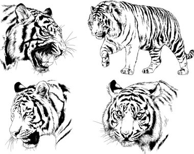 Vektör çizimleri farklı avcılar çizer, kaplanlar, aslanlar, çitalar ve leoparlar mürekkeple çizilir, arka planı olmayan nesneler.