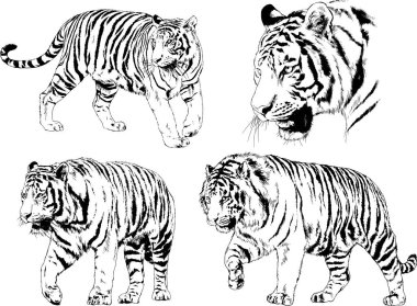 Vektör çizimleri farklı avcılar çizer, kaplanlar, aslanlar, çitalar ve leoparlar mürekkeple çizilir, arka planı olmayan nesneler.