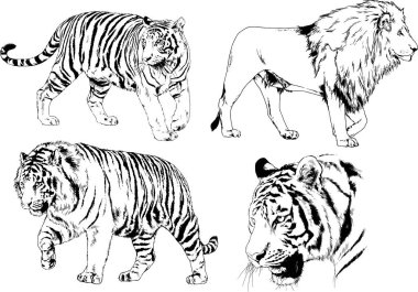 Vektör çizimleri farklı avcılar çizer, kaplanlar, aslanlar, çitalar ve leoparlar mürekkeple çizilir, arka planı olmayan nesneler.