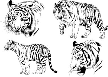 Vektör çizimleri farklı avcılar çizer, kaplanlar, aslanlar, çitalar ve leoparlar mürekkeple çizilir, arka planı olmayan nesneler.