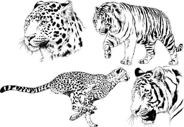 Vector Drawings Sketches Different Predator Tigers Lions Cheetahs Leopards Drawn — 스톡 벡터