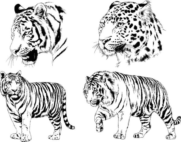 Dessins Vectoriels Croquis Différents Prédateurs Tigres Lions Guépards Léopards Sont — Image vectorielle