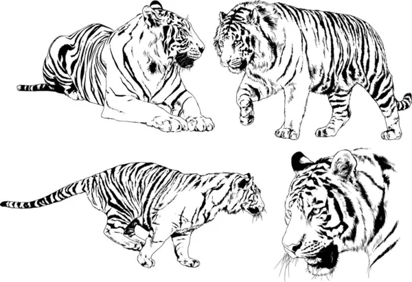 Dibujos Vectoriales Bocetos Diferentes Depredadores Tigres Leones Guepardos Leopardos Dibujan — Vector de stock