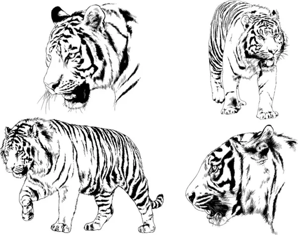 Vector Drawings Sketches Different Predator Tigers Lions Cheetahs Leopards Drawn — Stock Vector