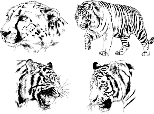 Vector Drawings Sketches Different Predator Tigers Lions Cheetahs Leopards Drawn — 스톡 벡터