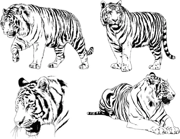 Vector Drawings Sketches Different Predator Tigers Lions Cheetahs Leopards Drawn — Stock Vector