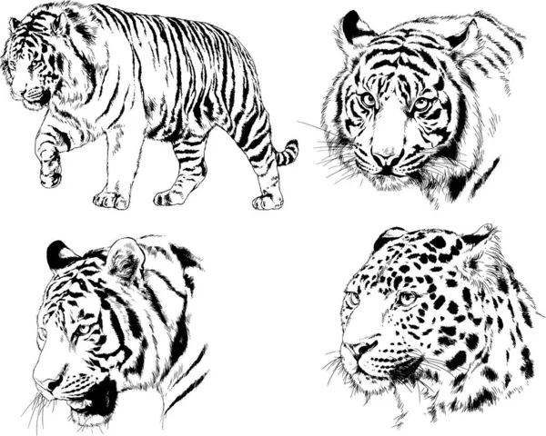 Dibujos Vectoriales Bocetos Diferentes Depredadores Tigres Leones Guepardos Leopardos Dibujan — Archivo Imágenes Vectoriales