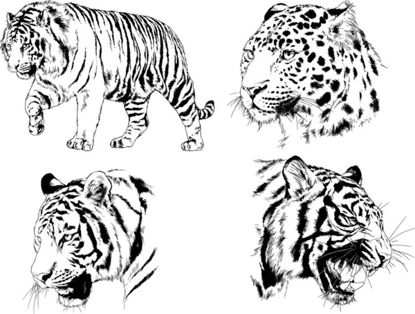 Dibujos Vectoriales Bocetos Diferentes Depredadores Tigres Leones Guepardos Leopardos Dibujan — Vector de stock