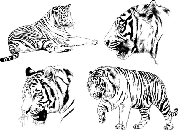 Dibujos Vectoriales Bocetos Diferentes Depredadores Tigres Leones Guepardos Leopardos Dibujan — Vector de stock