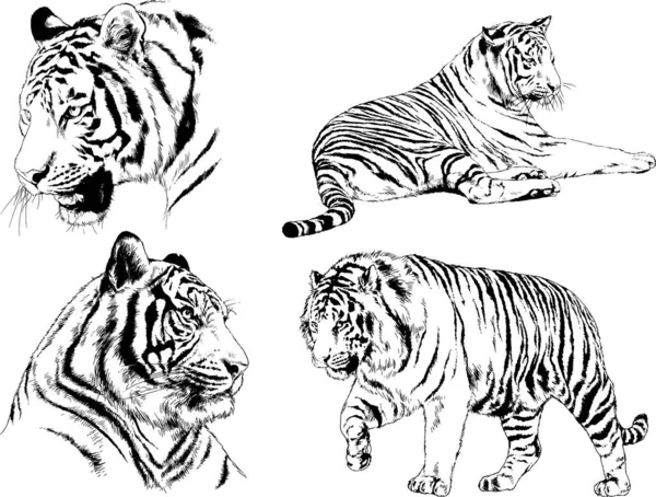 Dibujos Vectoriales Bocetos Diferentes Depredadores Tigres Leones Guepardos Leopardos Dibujan — Vector de stock