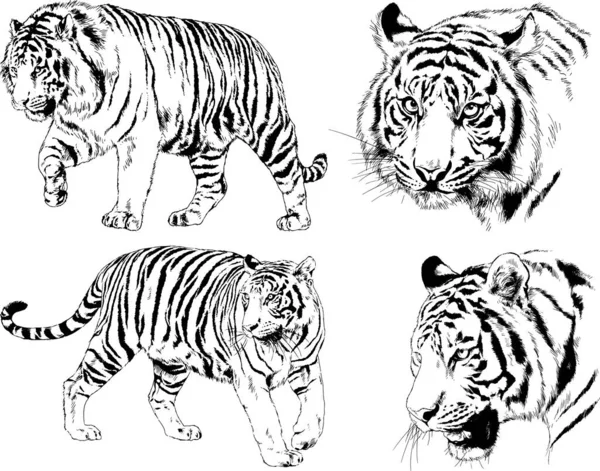 Dibujos Vectoriales Bocetos Diferentes Depredadores Tigres Leones Guepardos Leopardos Dibujan — Archivo Imágenes Vectoriales