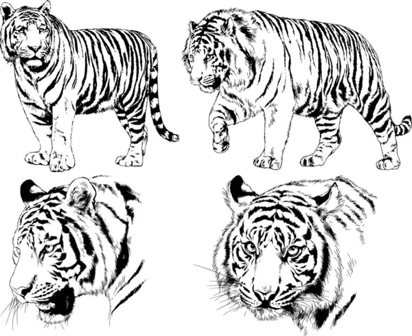 Vector Drawings Sketches Different Predator Tigers Lions Cheetahs Leopards Drawn — 스톡 벡터