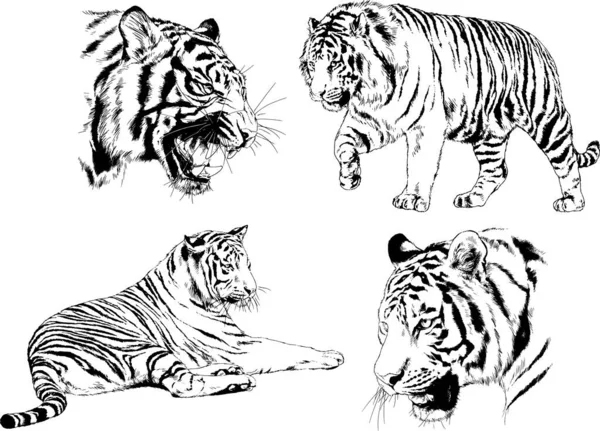Vektorzeichnungen Zeichnen Verschiedene Raubtiere Tiger Löwen Geparden Und Leoparden Mit — Stockvektor