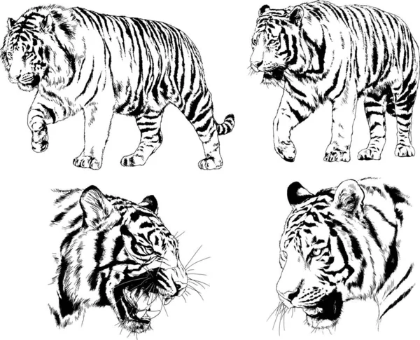 Vector Drawings Sketches Different Predator Tigers Lions Cheetahs Leopards Drawn — Stock Vector